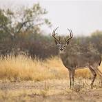 south texas land for sale hunting near me1