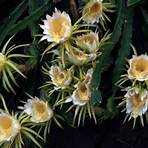 cactus de pitaya nombre científico2