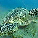 green sea turtle facts for kids2
