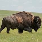 where is home on the range north dakota state bison4