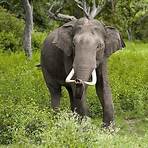 elefante africano4