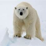 polar bear endangered1