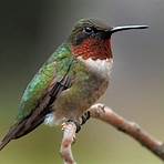 natural enemies of hummingbirds1
