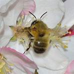Wilde Bienen2