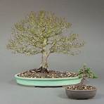 bonsai zentrum heidelberg online shop5