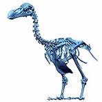 who created the dodo skeleton bird2