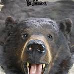 black bear taxidermy mount1