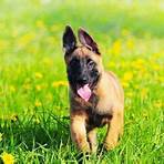what is the difference between flemish and belgian malinois4
