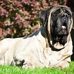 what is the largest breed of mastiff in the world1