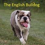 english bulldog wikipedia2