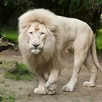 lion animal characteristics5