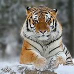 quais os tipos de tigres4
