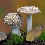 kingdom fungi wikipedia4