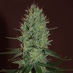 amnesia weed3