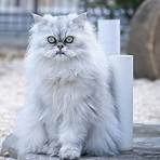 fotos de gatos persas2