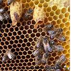 queen bees elenco4