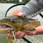bighorn river fishing articles1