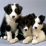 border collie filhote1