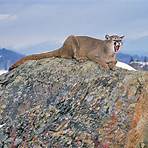 Cougar Hunting1