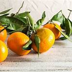 mandarine clementine unterschied1
