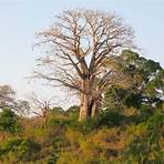 baobabinfo niger5