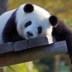 panda animal wikipedia español encyclopedia free3