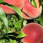 peaches fruit2