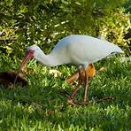 ibis blanco americano2