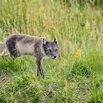 arctic fox information3