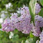 Lilacs in the Spring Film1