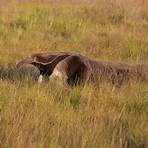 what does a giant anteater eat in the wild1