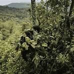 floresta do congo áfrica2