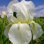 iris pflanzenfamilie4