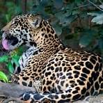 jaguares animais3