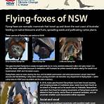 flying fox website5