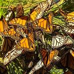 mariposa insecto wikipedia1