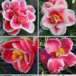 sadaharu oh camellia3