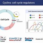 cell cycle regulation3