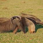 How do giant anteaters eat?4