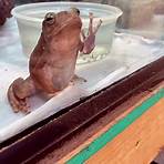 joshs frogs6
