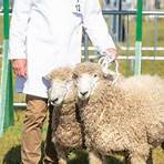 lincolnshire show 2022 results1