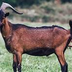 wild goats4