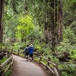 the redwood forest5