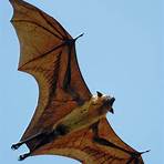 flying fox bat4