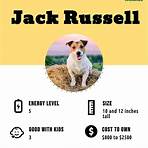 jack russell terrier4