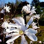 magnolia stellata royal star3