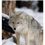 wild coyotes in ontario3