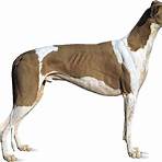 greyhound dog4