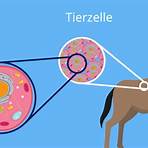 tierische und menschliche zelle1