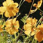 cosmos plante4